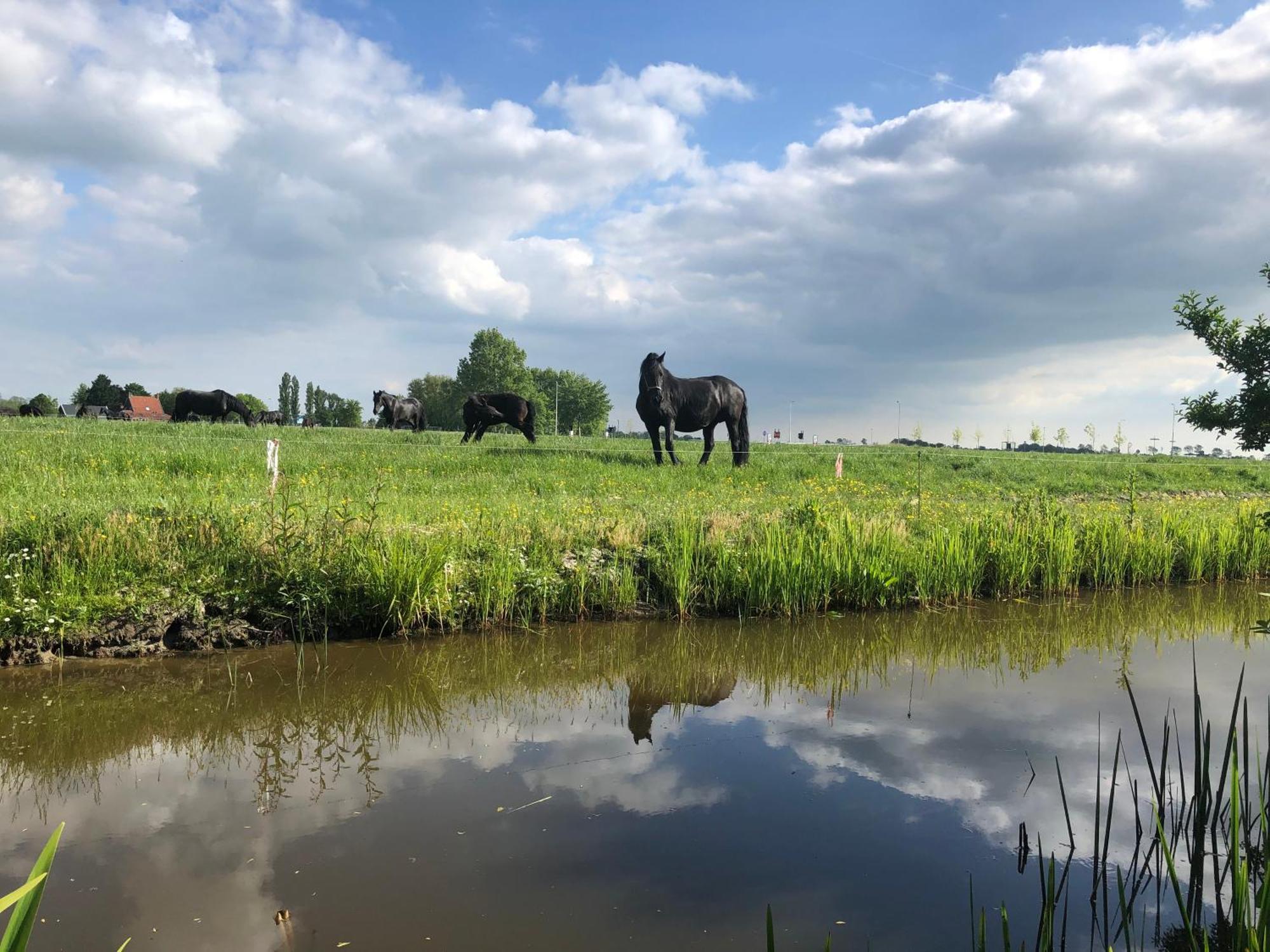 Vakantiehuis In Friesland Voor De Hele Familie Huns Eksteriør billede